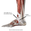 extensor-tendons3