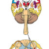 Research Review: Neuroplasticity in the Central Nervous System neural