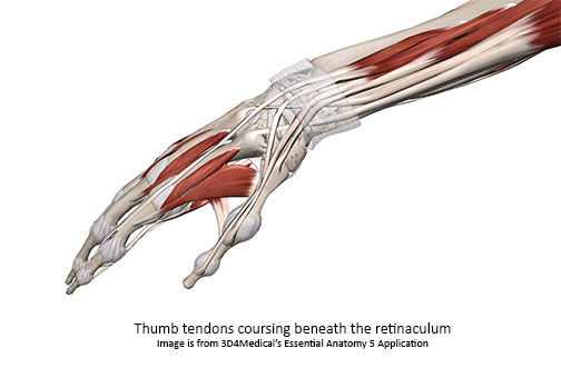 Hazards of Thumb Overuse - Academy of Clinical Massage