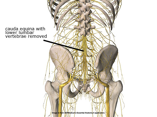 cauda-equina