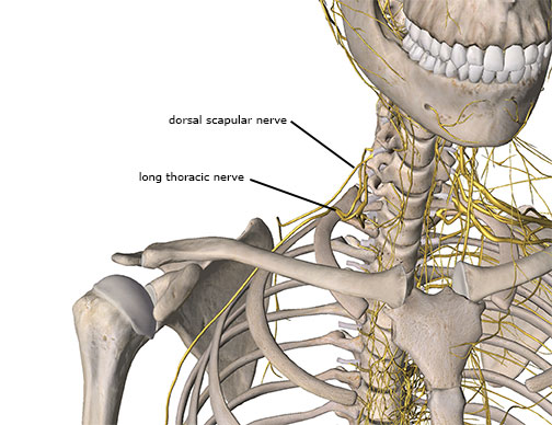 Long Thoracic Nerve Compression - Academy of Clinical Massage