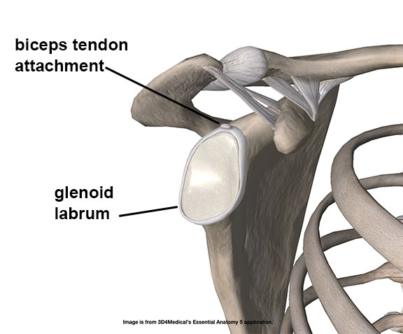 labrum-1