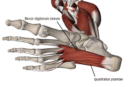 Baxter's Neuropathy - Academy of Clinical Massage