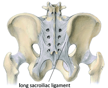long sacroiliac ligament