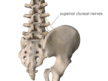 superior cluneal nerves