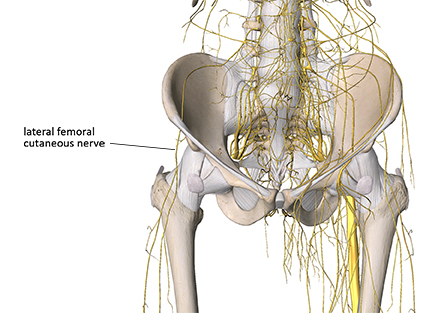 lateral femoral cutaneous nerve