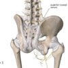 Superior Cluneal Nerves