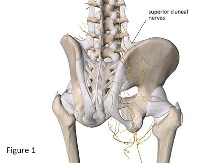 Superior Cluneal Nerves