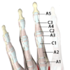Flexor Pulleys of the Fingers Flexor Pulleys
