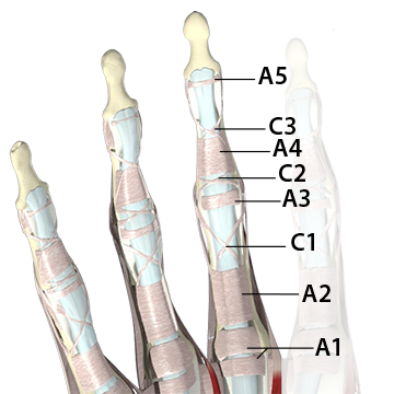 Flexor Pulleys