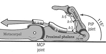 Flexor pulleys