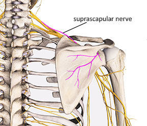 image of the suprascapular nerve