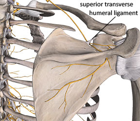 Suprascapular notch with superior transverse ligament