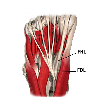 Flexor hallucis longus and flexor digitorum longus