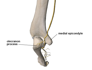 posterior view of the elbow showing path of ulnar nerve