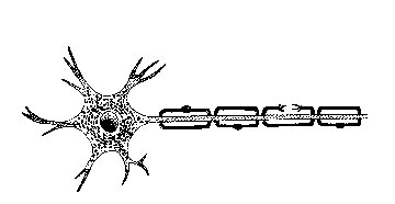 Myelin sheath damage