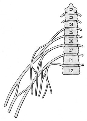 Figure 2: The brachial plexus