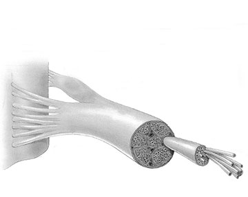 Figure 3: Connective tissues surrounding nerve fibers