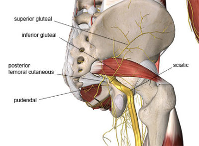 Unraveling the Complexities of Piriformis Syndrome - Academy of