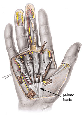 Figure 1: palmar fascia