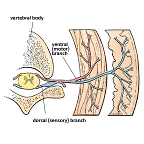 Dorsal and sensory nerve roots