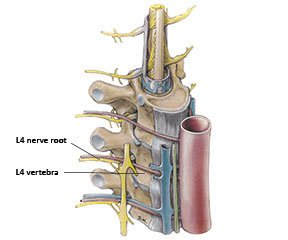 L4 Nerve Root Level