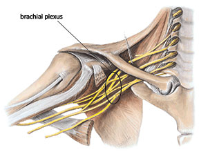 Collection of nerves in the brachial plexus