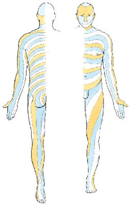 Common dermatome map