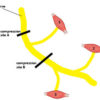 Location of symptoms in relation to nerve fiber innervation of muscles