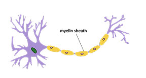 Myelin sheath around nerve fiber