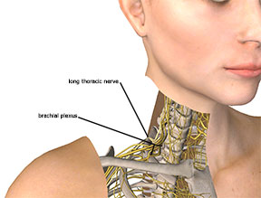 Long Thoracic Nerve