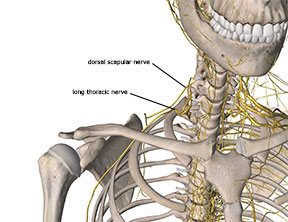 Proximity to dorsal scapular nerve