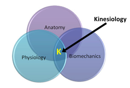 Three branches of kinesiology