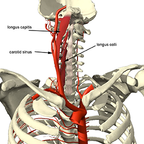 Carotid sinus and nearby muscles
