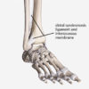 distal tibiofibular syndesmosis