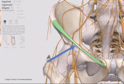 Inguinal ligament