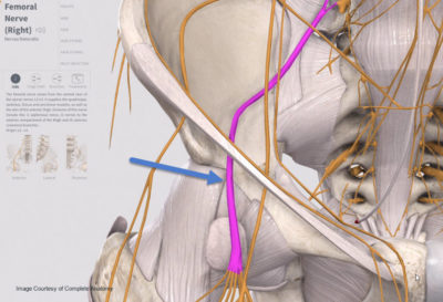 femoral nerve