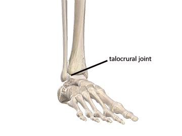 Ankle Structure and Mechanics - Academy of Clinical Massage