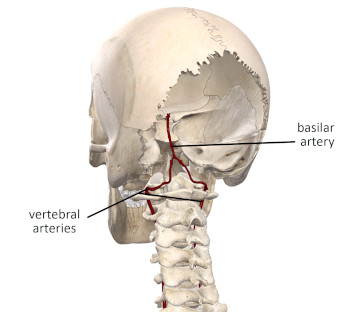 vertebral artery