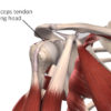 Figure 3
The biceps tendon long head
Image is from 3D4Medical’s Complete Anatomy application 
