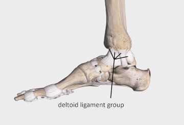 Three Types of Ankle Sprains - Academy of Clinical Massage