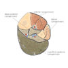 Exploring Elusive Compartment Syndromes Figure 1
Four compartments of the lower leg
Mediclip image copyright (1998) Williams & Wilkins. All Rights Reserved.