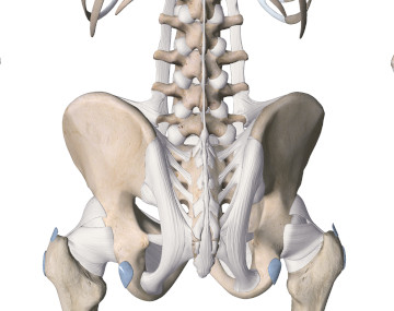 Anklage liter Envision The Accuracy of Sacroiliac Joint Evaluation Tests - Academy of Clinical  Massage
