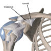 Figure 3
The coracoclavicular ligaments
Image is from 3D4Medical’s Essential Anatomy 3 application 
