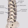 Image 2
Posterior components of the motion segment
Image is from 3D4Medical’s Complete Anatomy application 