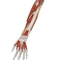 median nerve