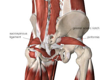 Image of hip girdle anatomy and piriformis muscle. 