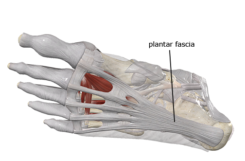 Foot fascia shop