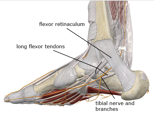 Image of tarsal tunnel syndrome