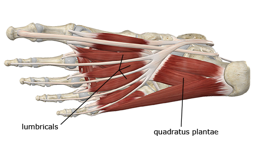 Image of the intrinsic foot muscles